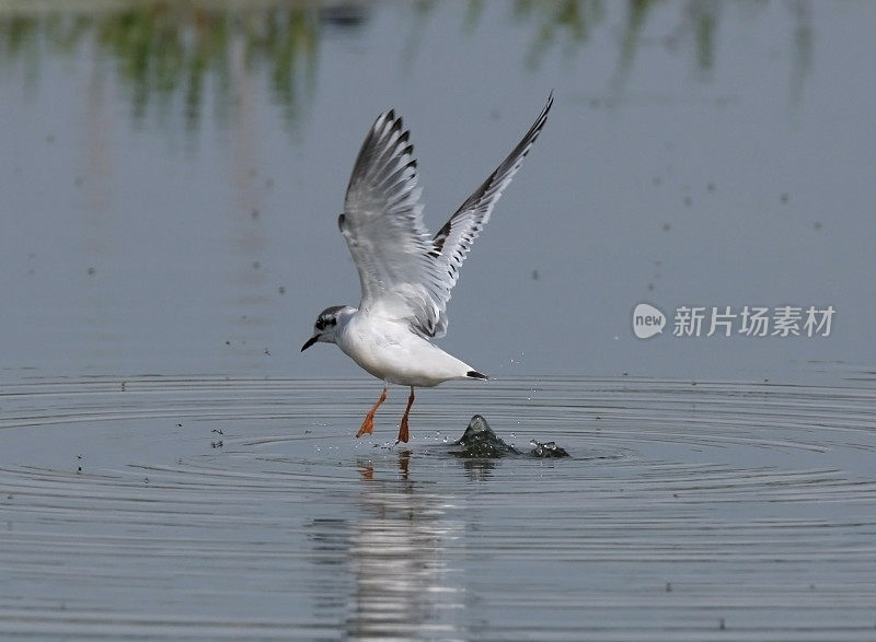 小海鸥(Larus minuutus)